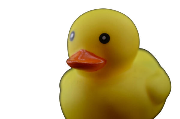 duck